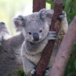 Avatar de koala490