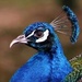 Avatar de ahmedkhomidja