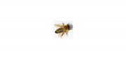 Avatar de andre.lozach3@free.fr