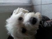 Avatar de Cutie