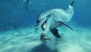 Avatar de dolphintuga