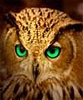 Avatar de hibou
