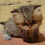 Avatar de jaguardiangel