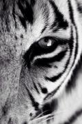 Avatar de jjulian