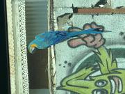 Avatar de laurent440