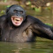 Avatar de Lebonobo
