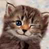 Avatar de lechat