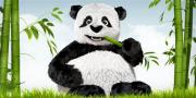Avatar de patrice41279