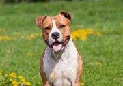 Avatar de pitbul54