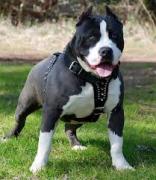 Avatar de Pitt Bull du 59