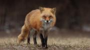 Avatar de redfox
