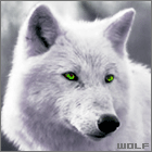 Avatar de wolf16